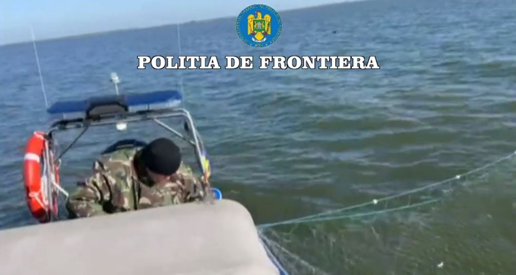 Cinci exemplare de sturion au ajuns în mediul natural în urma unei acţiuni a poliţiştilor de frontieră