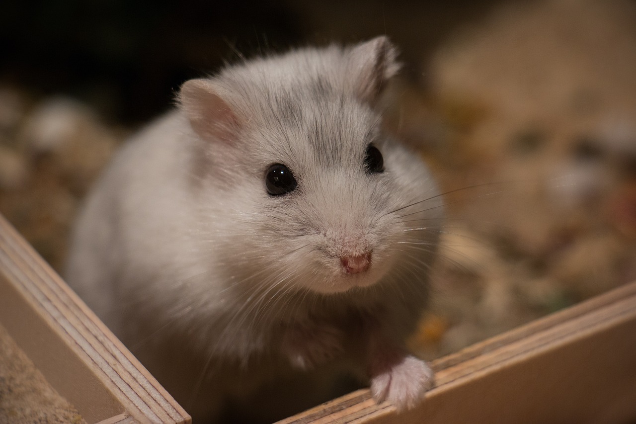 24 aprilie – Ziua mondială a protecţiei animalelor de laborator