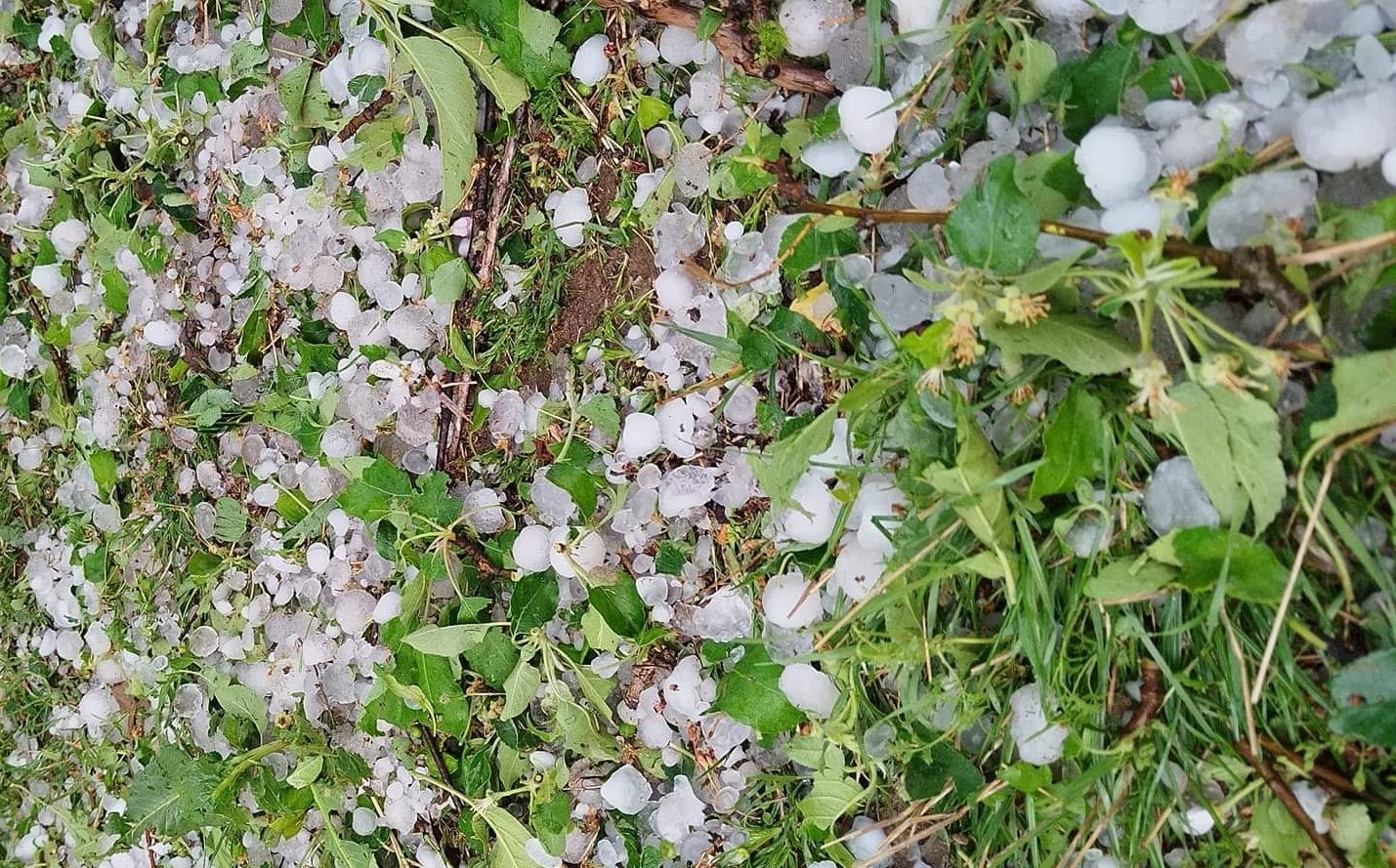 FOTO | Grindina și vijeliile au făcut ravagii în Dobrogea