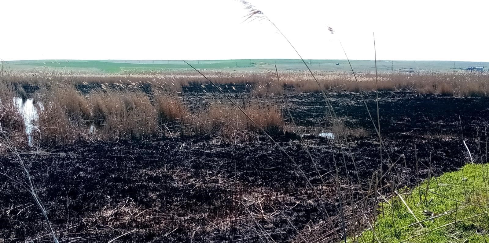 Firmă din MIHAIL KOGĂLNICEANU, amendată pentru incendii de vegetație care au mistuit 12 hectare de teren