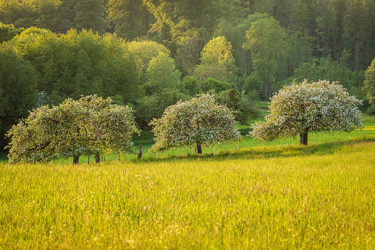 TULCEA: Un silvicultor din Cerna vrea să împădurească 2,5 hectare de teren agricol, din bani europeni
