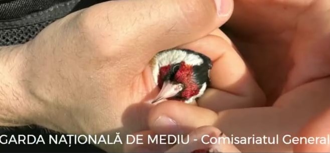 Peste 80 de păsări sălbatice vândute ilegal în târguri, eliberate de comisarii Gărzii de Mediu