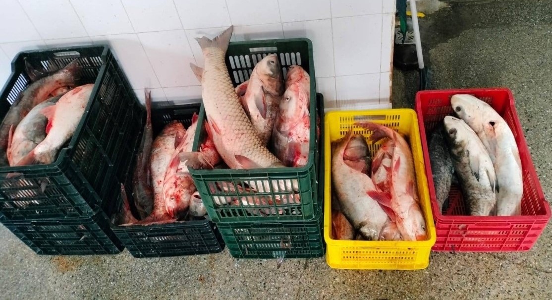 TULCEA: Peste o jumătate de tonă de peşte, confiscată din localitatea I.C. Brătianu