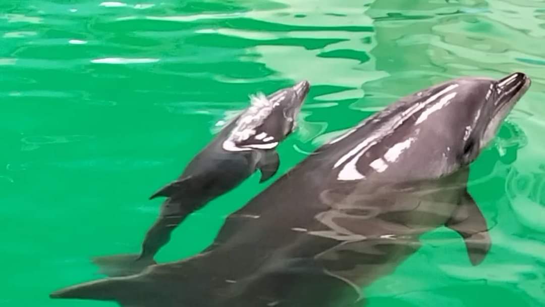 CONSTANȚA: Delfinariul, unde luna trecută a venit pe lume puiul de delfin Baby, rămâne închis pentru public până pe 30 aprilie