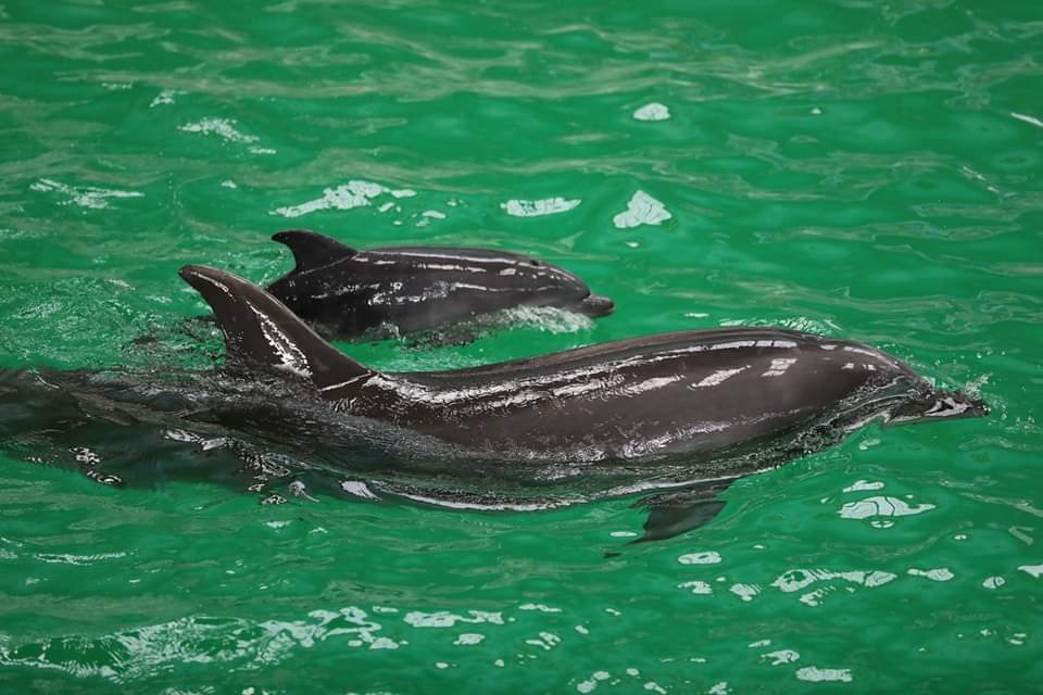 Delfinariul din Constanța, închis în perioada minivacanței de 1 Mai și Paște