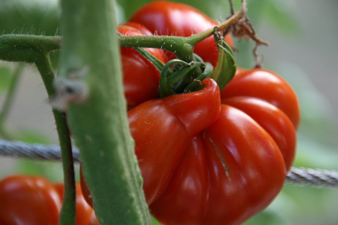 AUDIO | Fermierii constănțeni produc tot mai multe legume bio și eco