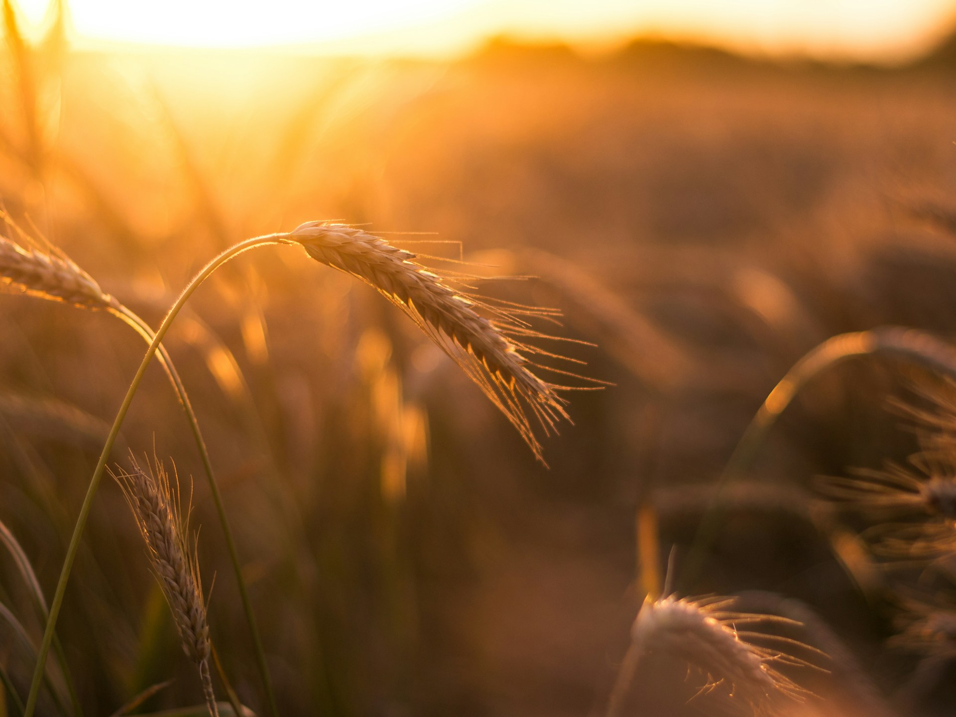 AUDIO: Utilizarea semințelor de calitate în agricultură influențează în mod decisiv, recoltele fermierilor