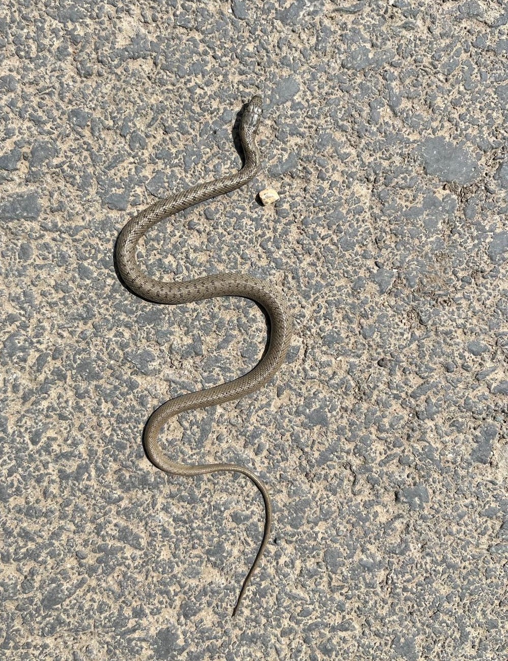 Un şarpe a fost eliberat în mediul natural de jandarmii constănţeni