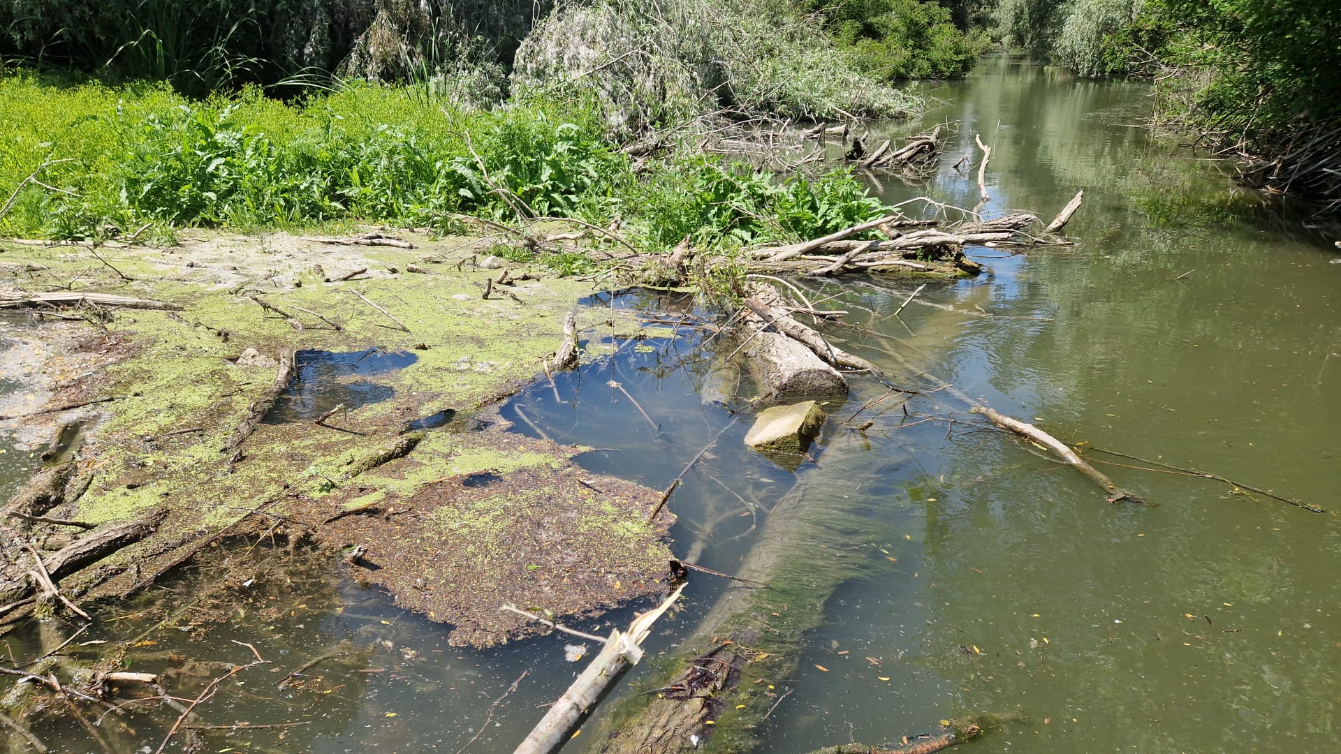 ARBDD: Au avut loc noi acțiuni de eliberare a traseelor turistice de materialul lemnos ce blochează navigația
