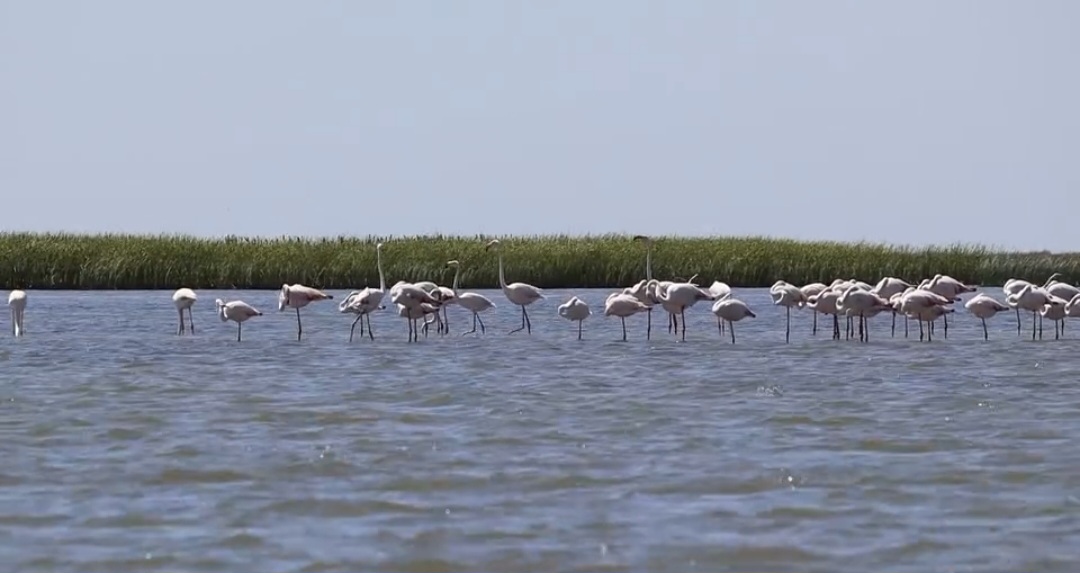 Păsările flamingo, din nou în Delta Dunării