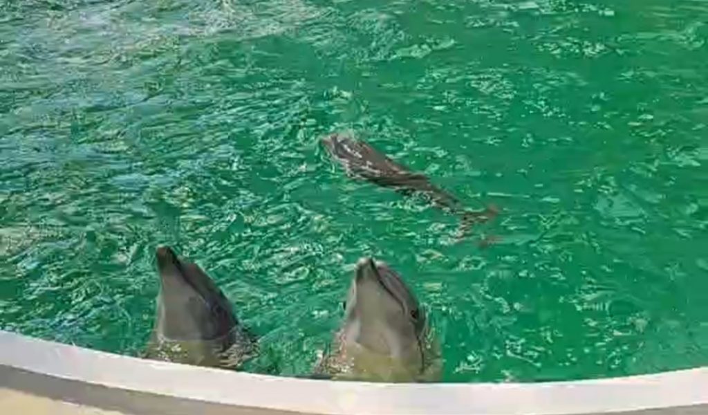 delfini, pui delfin, Baby - foto - Catalina Radu