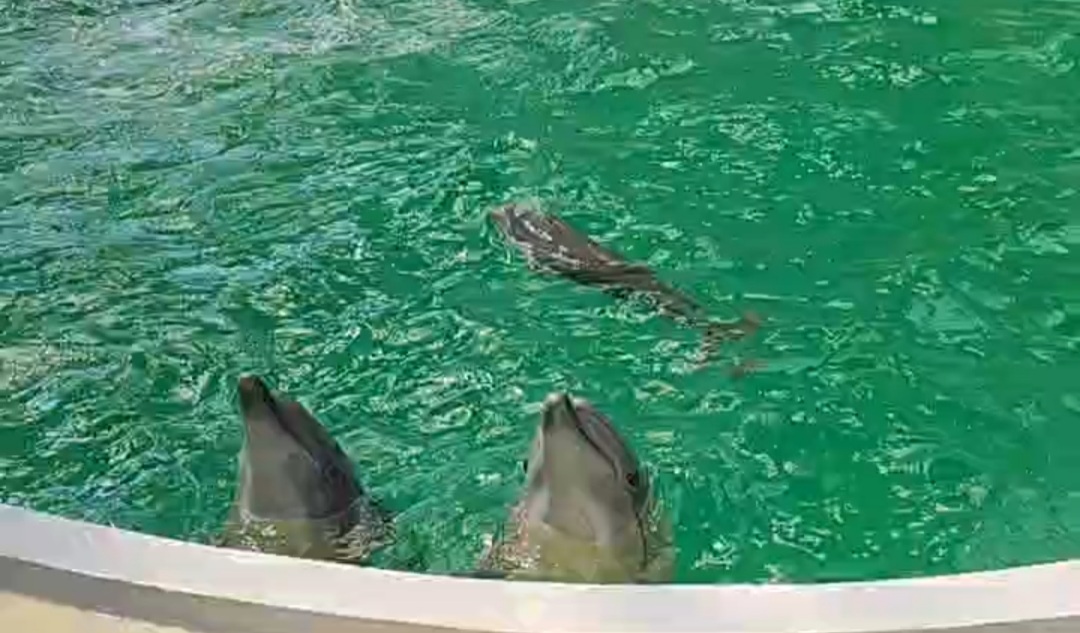 Delfinul Baby, prima reprezentaţie în faţa publicului
