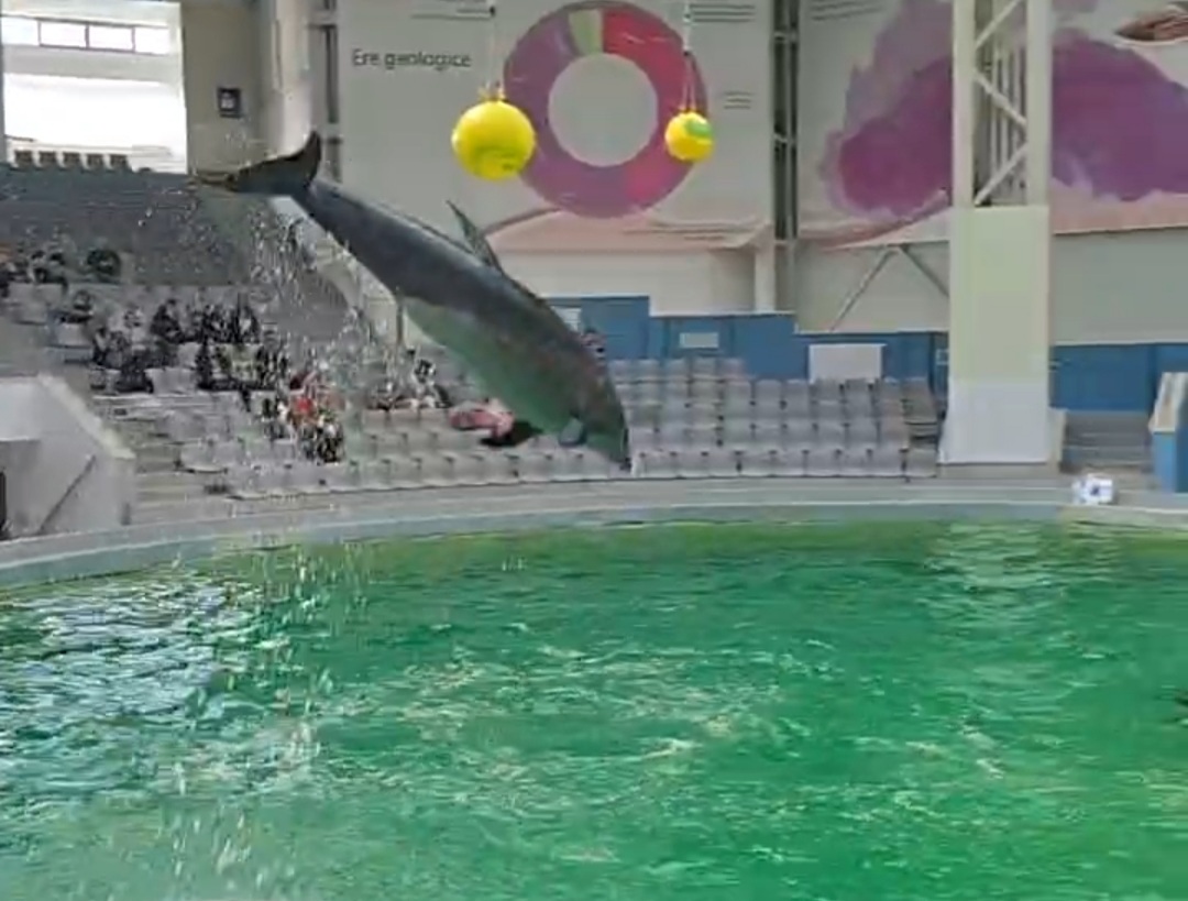 VIDEO: Prima reprezentație la care participa puiul de delfin Baby, născut pe 8 martie