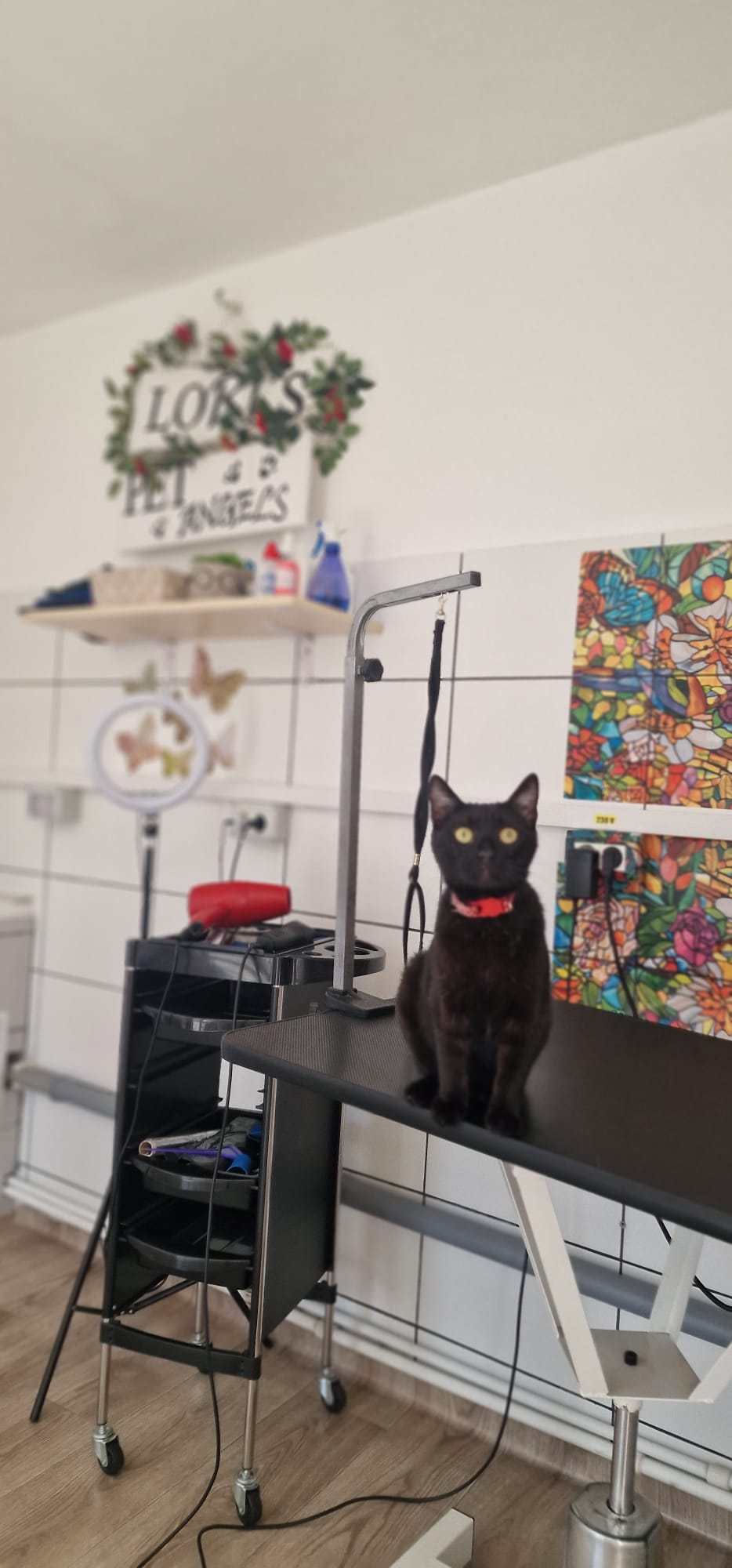 AUDIO | Saloanele de cosmetică pentru animale, din ce în ce mai căutate de iubitorii de necuvântătoare