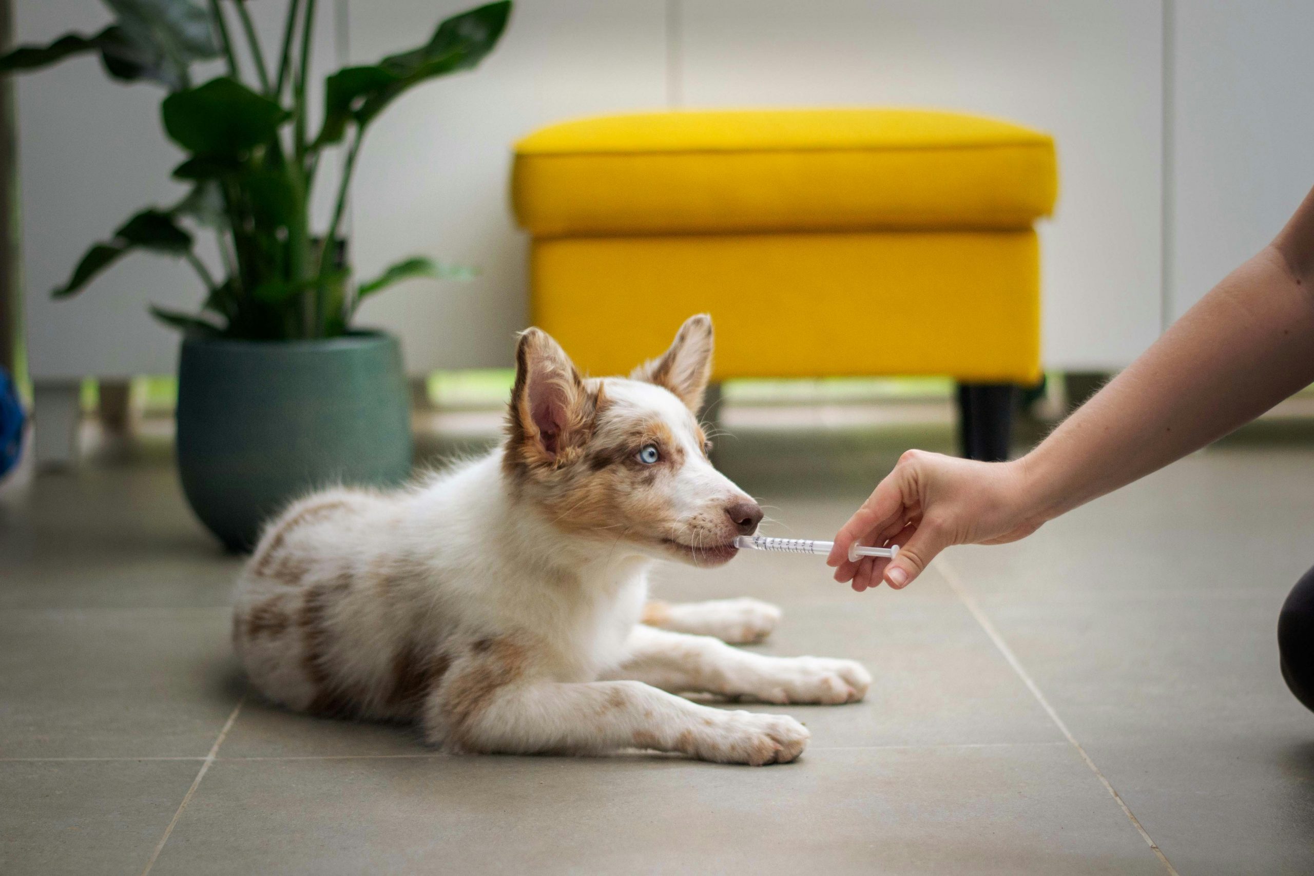 15 mai – Ziua naţională a medicului veterinar