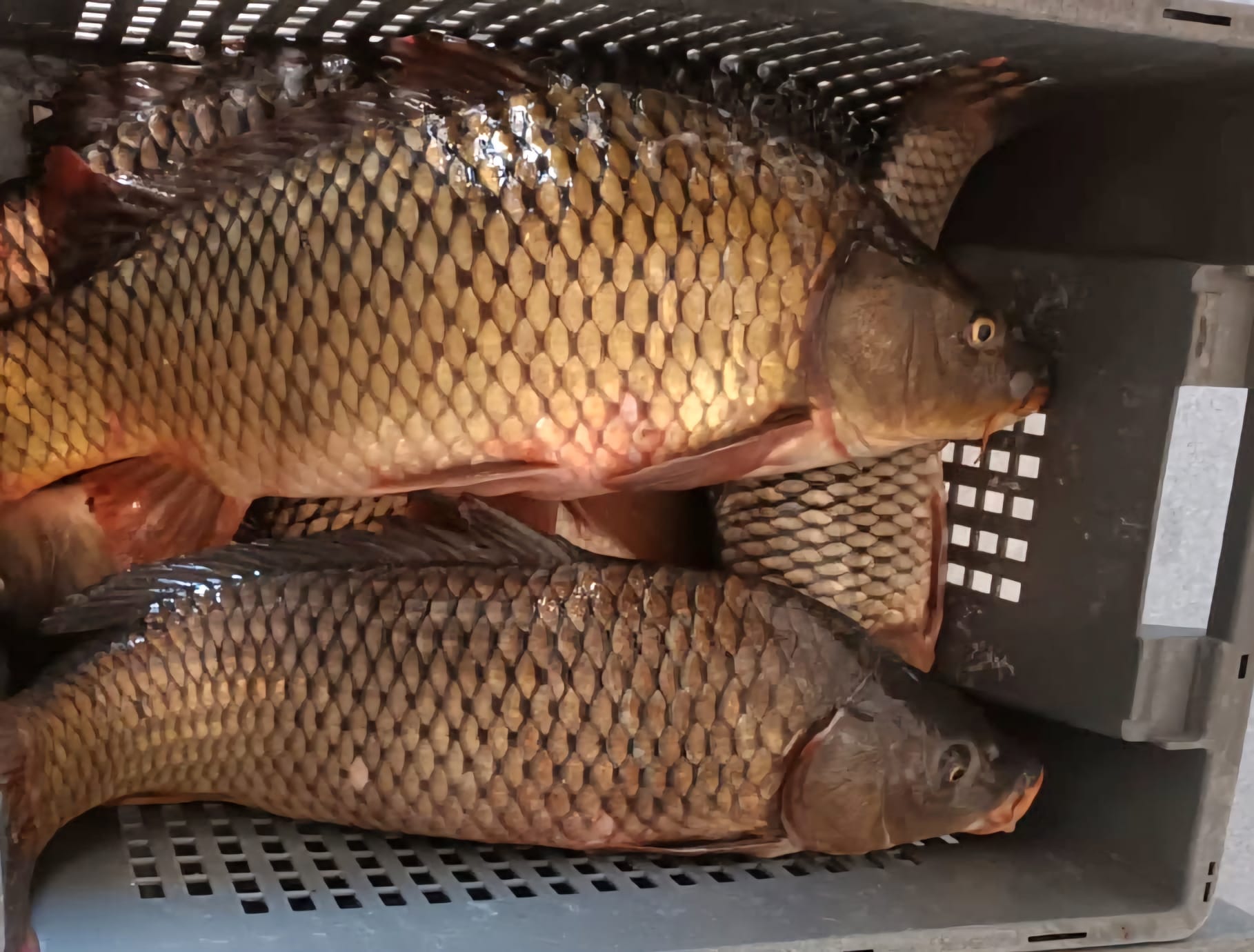 Județul CONSTANȚA: Braconier prins cu aproape 30 de kilograme de crap și plase monofilament, la Dunăreni