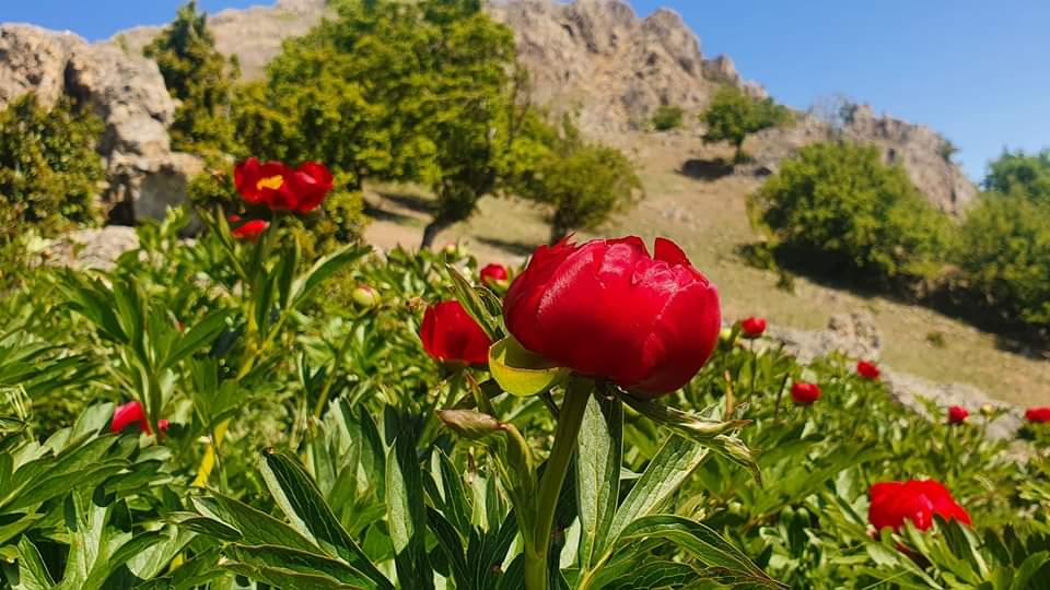 15 mai – Ziua bujorului românesc, floarea noastră națională