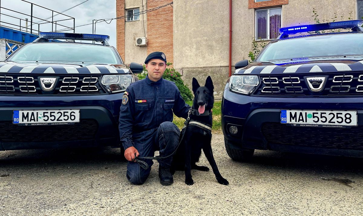 Danko, un superb ciobănesc belgian, este noul partener al jandarmilor tulceni