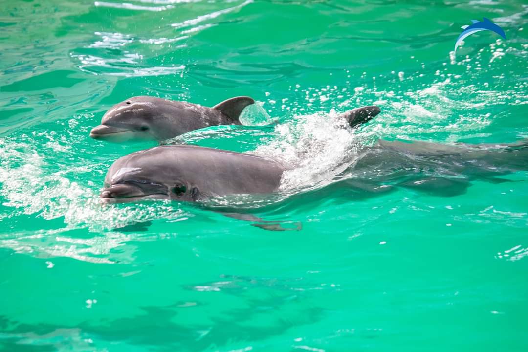 Sărbătoare la Delfinariul din Constanța: s-au împlinit 14 ani de când Ni Ni și Chen Chen ne încântă cu reprezentațiile lor