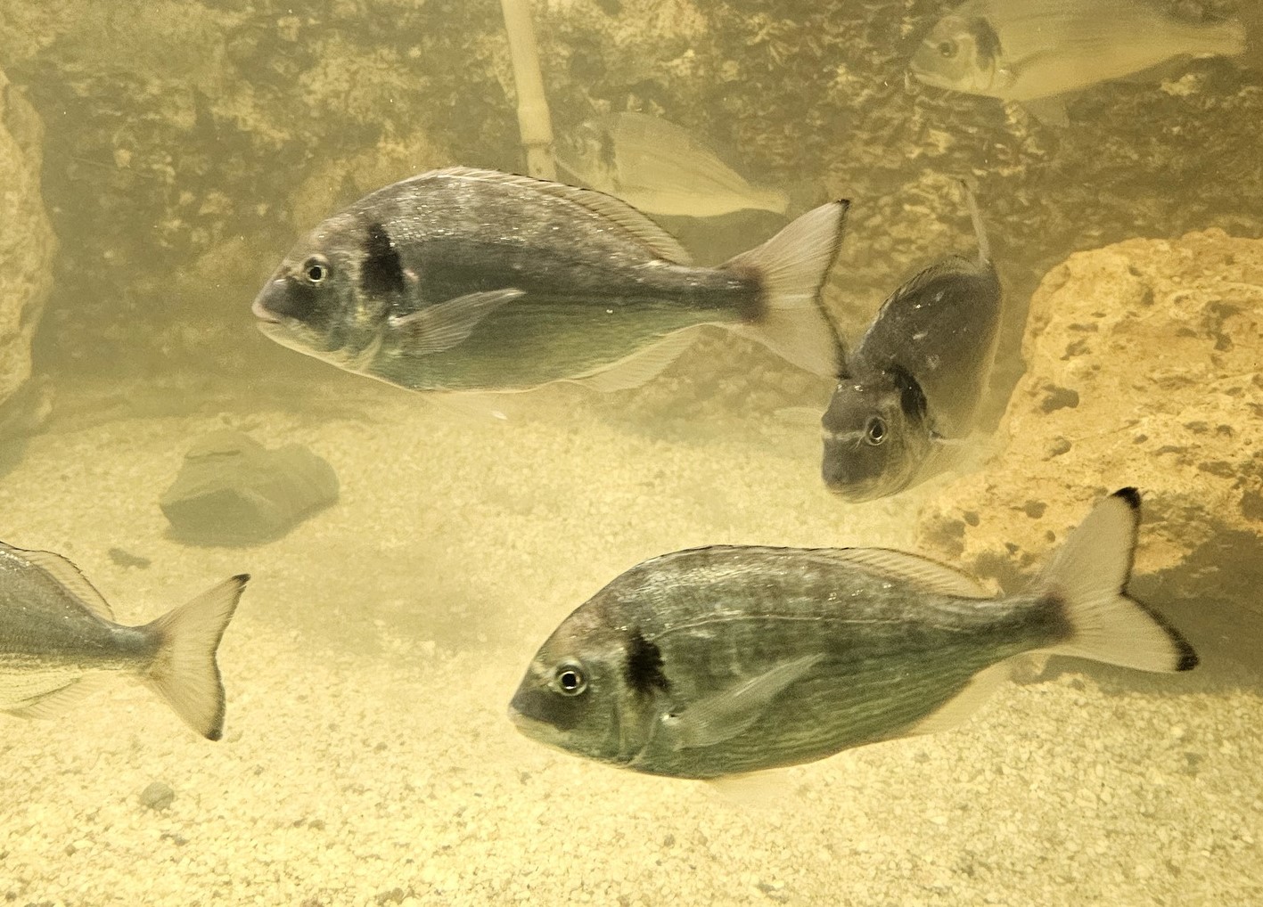 FOTO | După doradă, specialiștii INCDM Constanța vor să aclimatizeze și lavracul sau bibanul de mare european