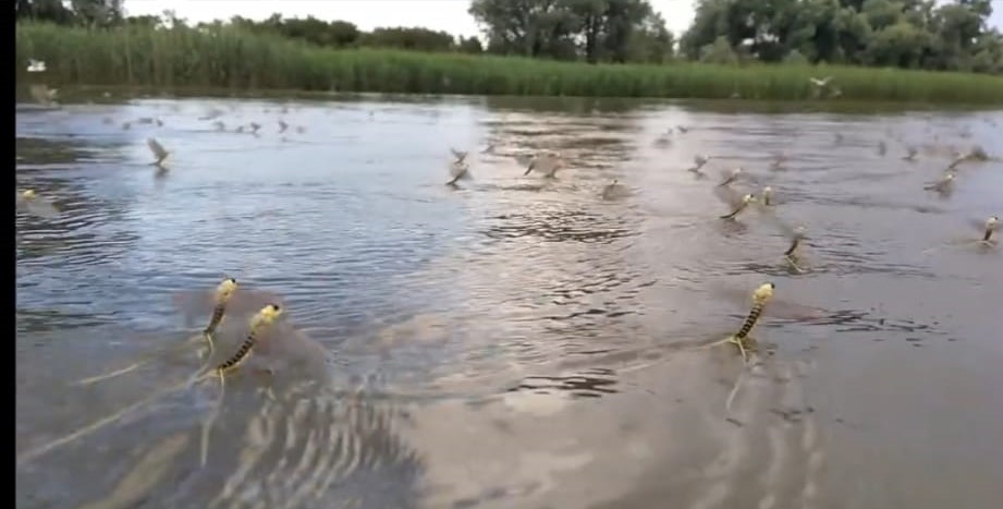 TULCEA: Spectacol fascinant al naturii în Deltă – au apărut efemeridele!