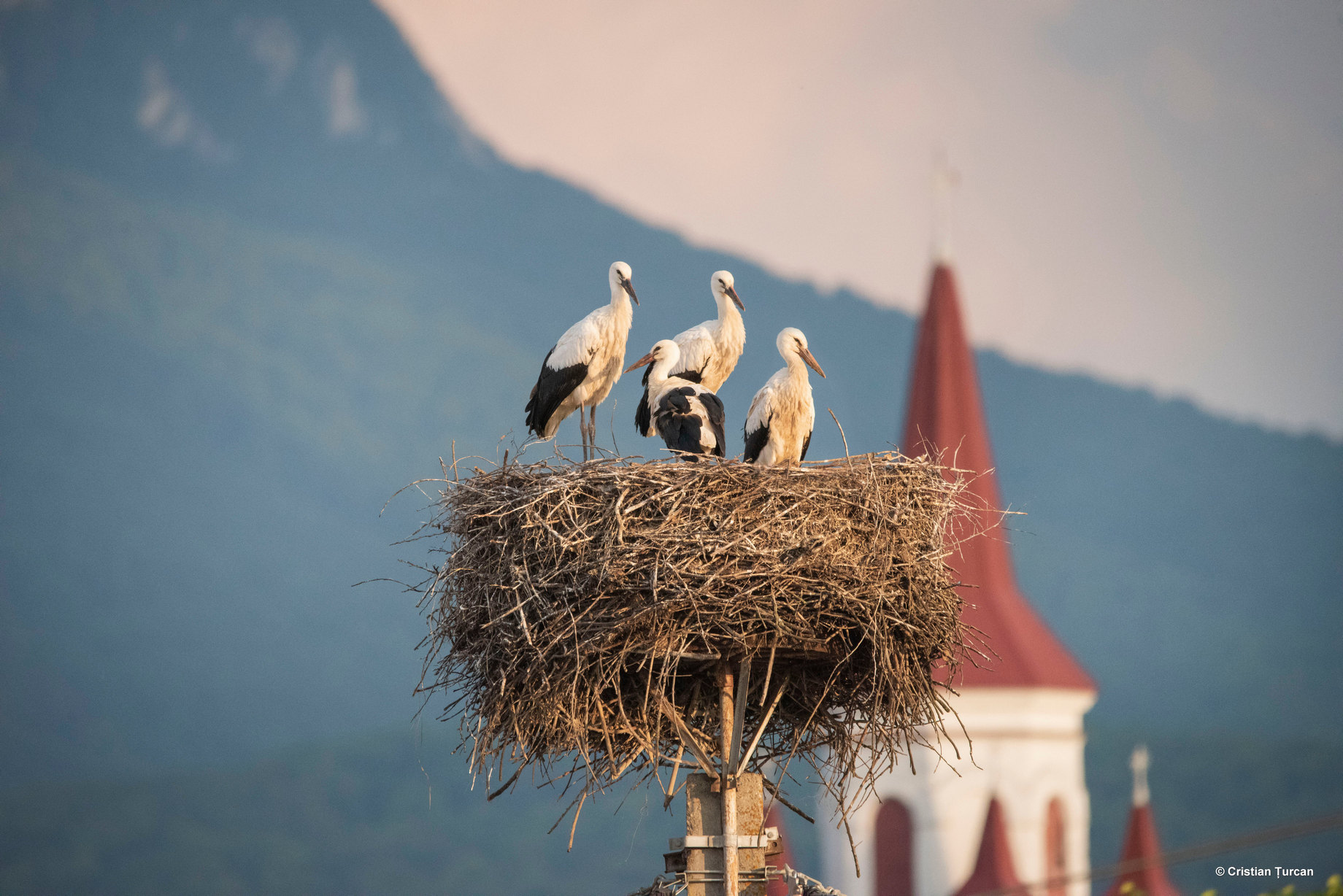 Recensământul internațional al berzelor albe are loc în perioada 15 iunie – 15 iulie