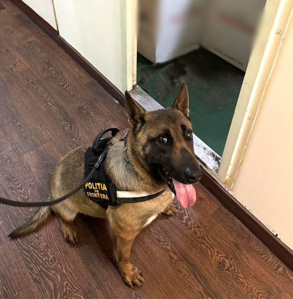 Captură de țigări a polițiștilor Gărzii de Coastă, ajutați de partenerul lor canin DOMA