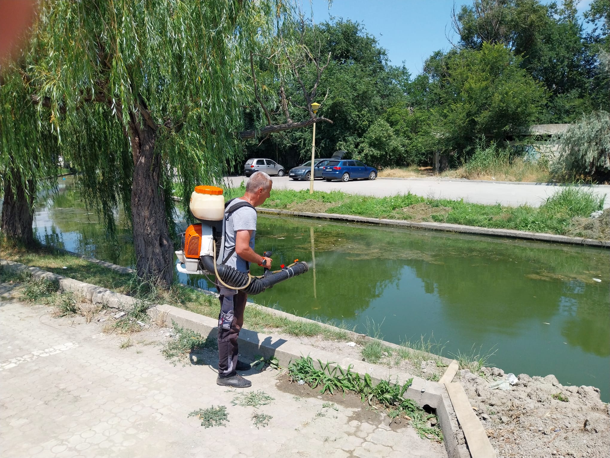 CONSTANȚA: Acțiuni de delarvizare pe lângă cele de dezinsecție