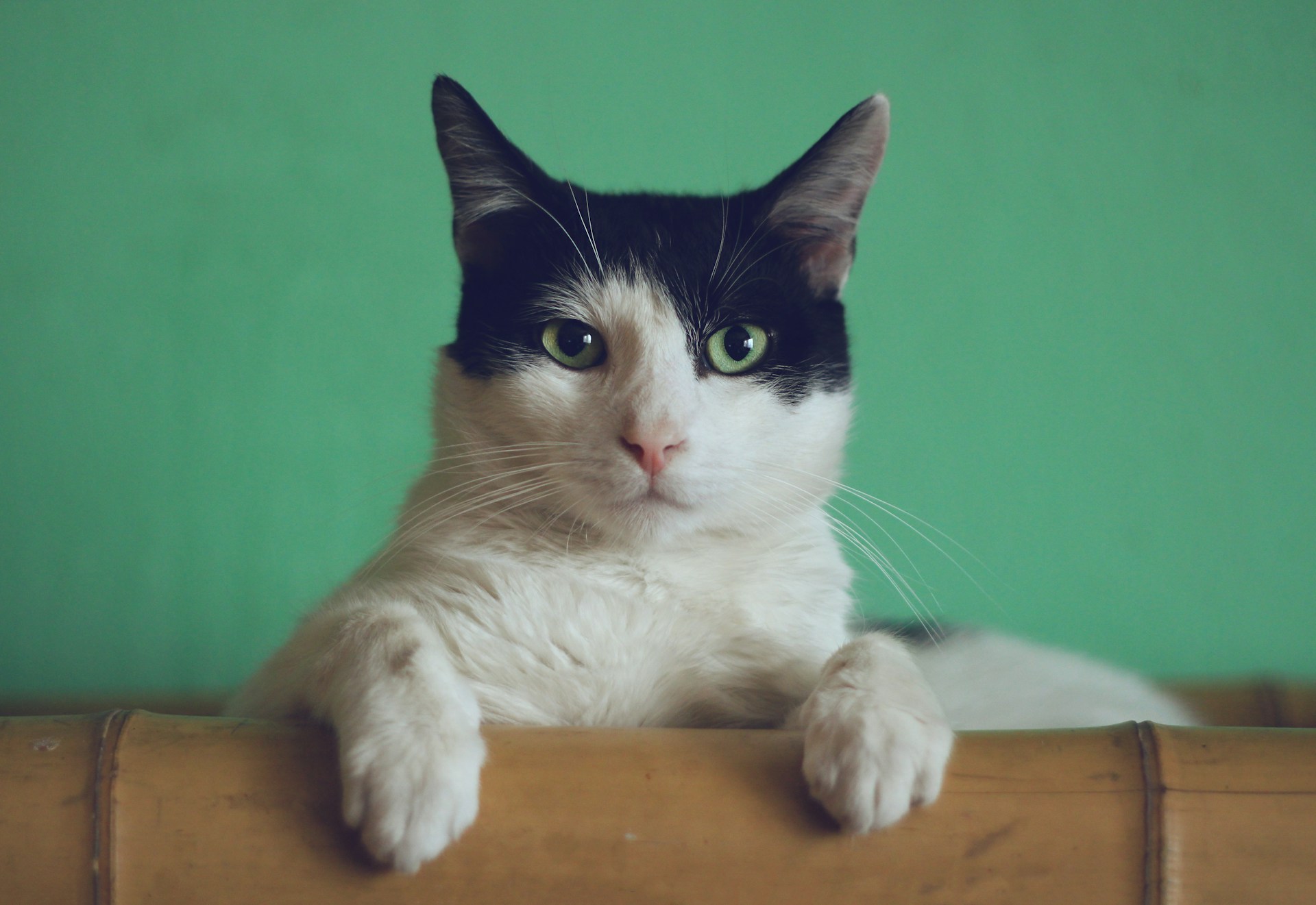 AUDIO: Un animal de companie poate să fie un motiv de bucurie și de relaxare, dar impune și multe responsabilități