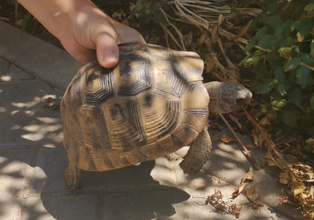 CONSTANȚA: O broască țestoasă dobrogeană eliberată în habitatul natural