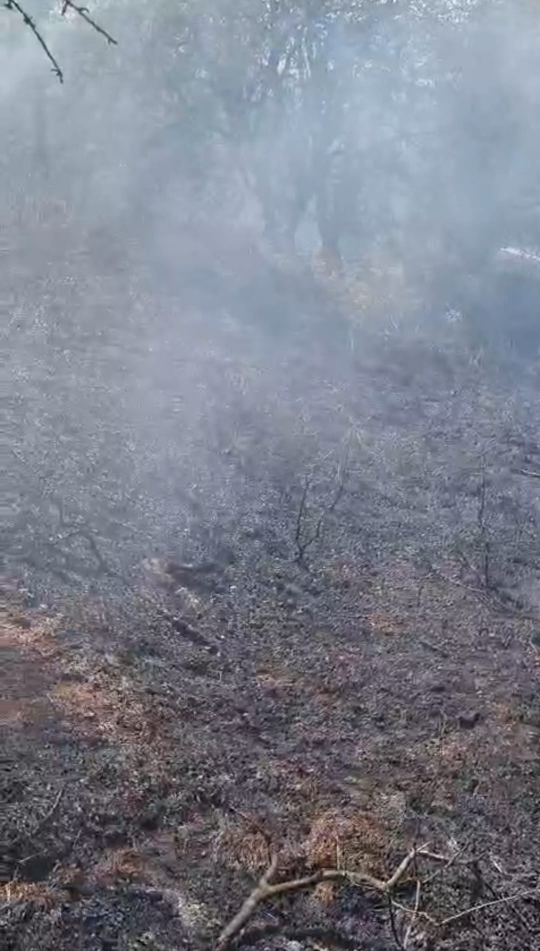 TULCEA: În ultimele două zile, pompierii au intervenit în cazul a 11 incendii de vegetație uscată, miriște, culturi agricole și stuf