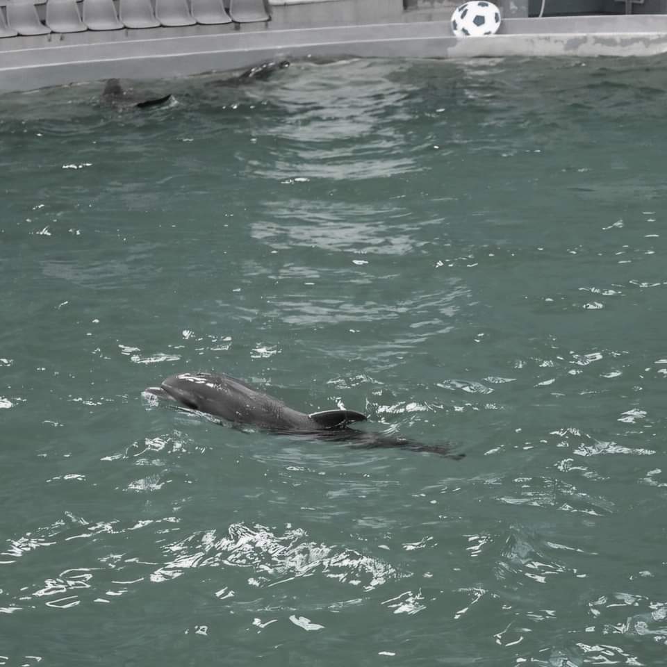 Baby, puiul de delfin de la Delfinariul din Constanţa, a murit