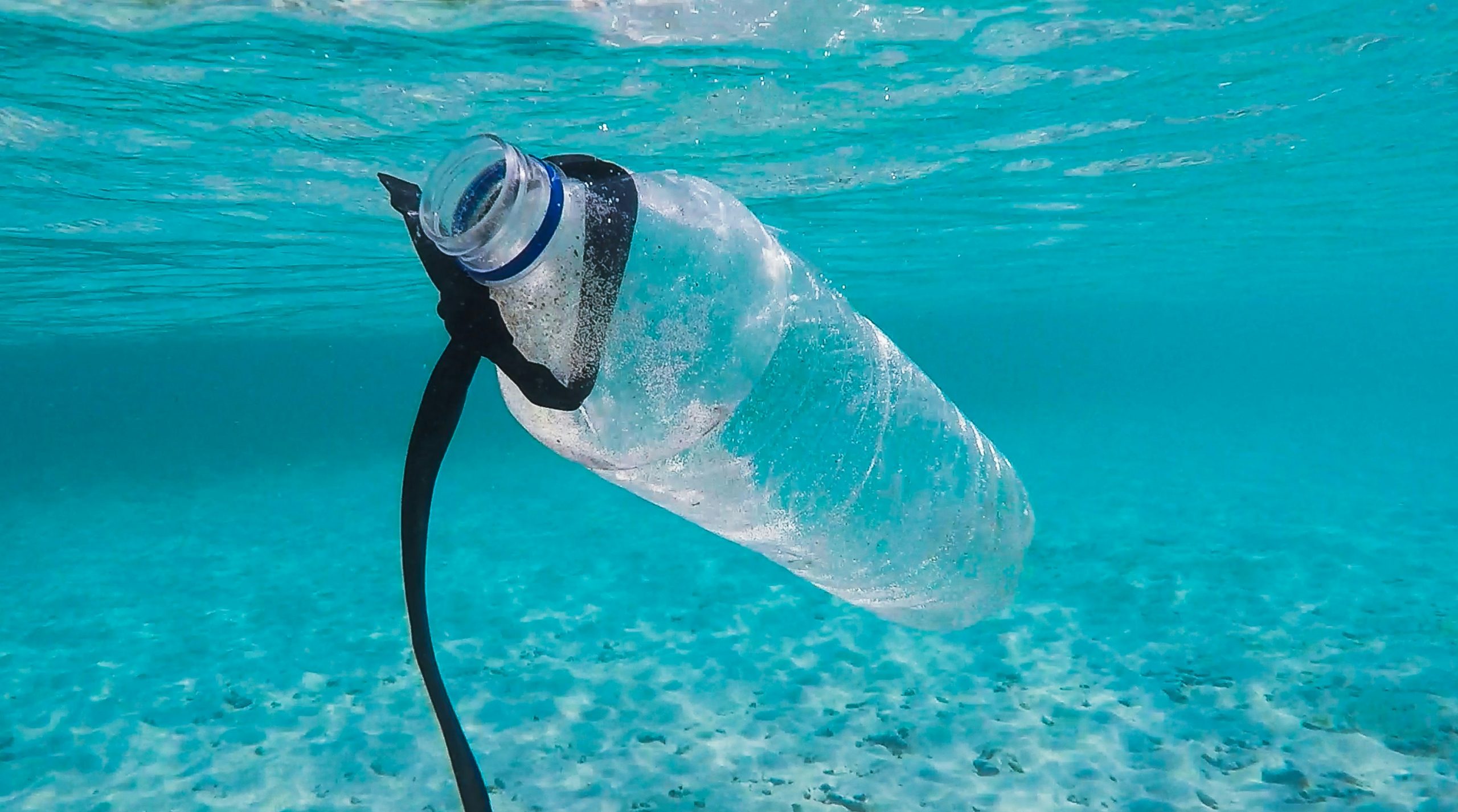 Microplasticele pătrund adânc în organismele peştilor (studiu)