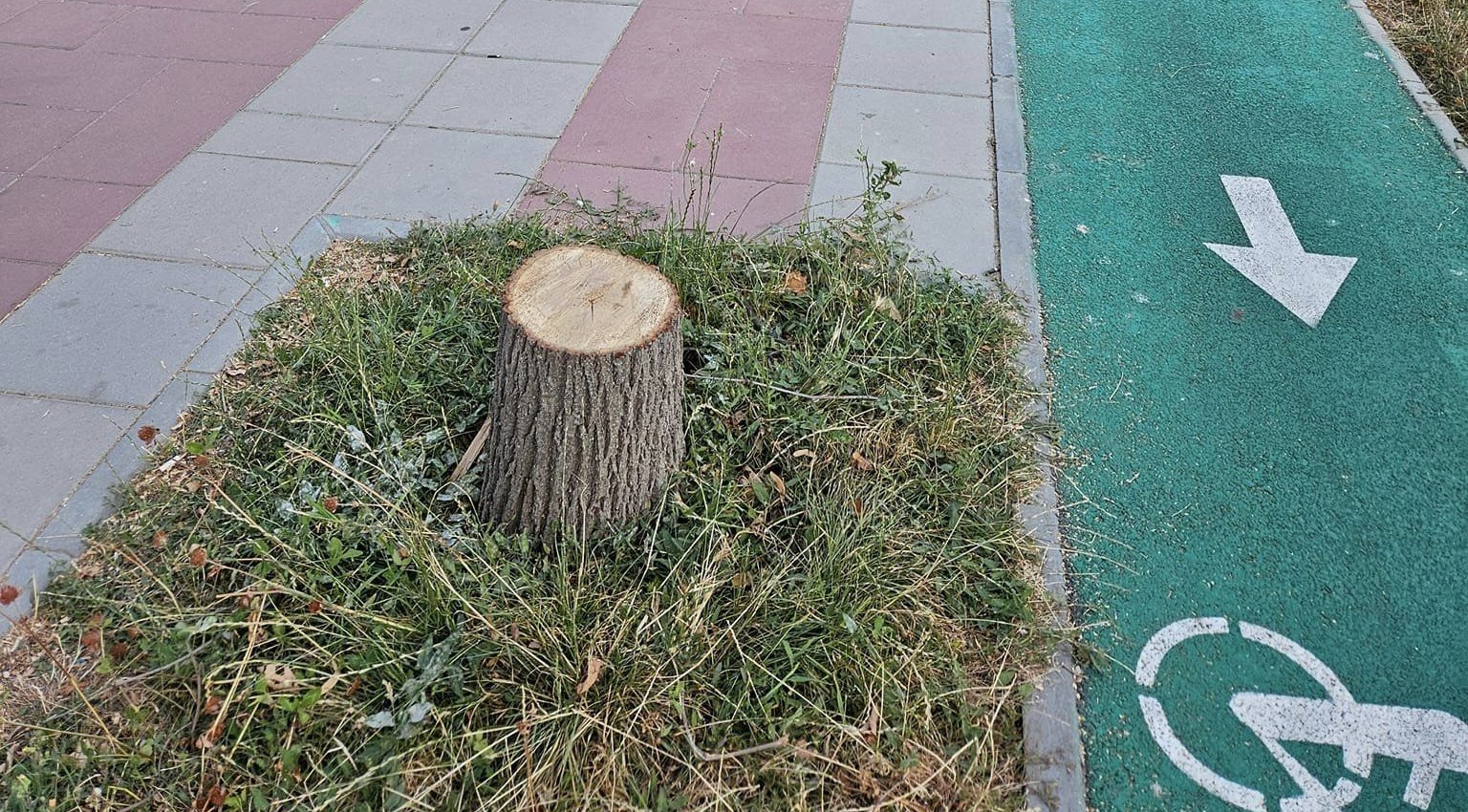 CONSTANȚA: Mai mulți arbori au fost tăiați de pe marginea bulevardului Alexandru Lăpușneanu