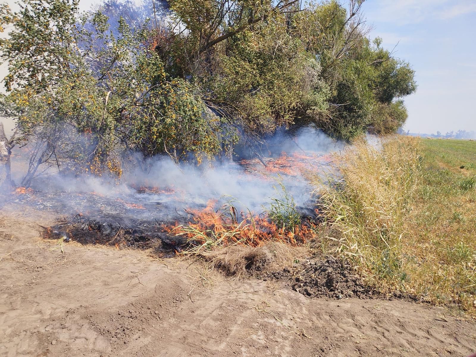 TULCEA: Peste 500 de hectare de grâu, miriște și stuf din Deltă, mistuite de flăcări