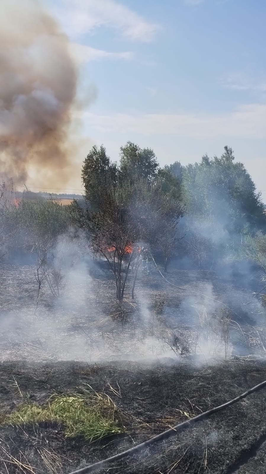 TULCEA: Incendiu în Deltă, la o cultură agricolă, cu risc de extindere la pădurea din zona Chilia Veche