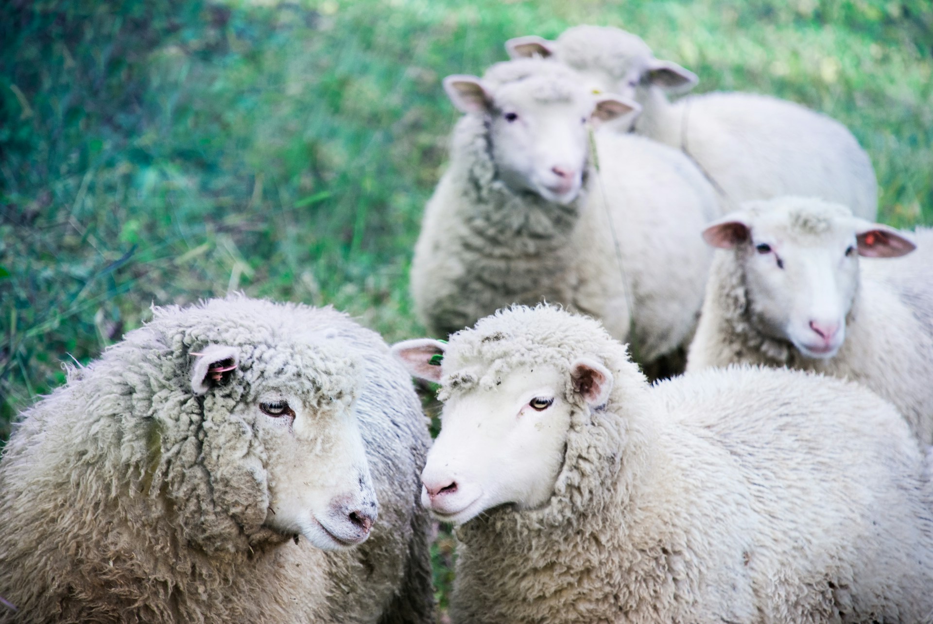 Un nou FOCAR de Pesta Micilor Rumegătoare – (PMR), în județul Constanța. Animalele bolnave sunt ucise