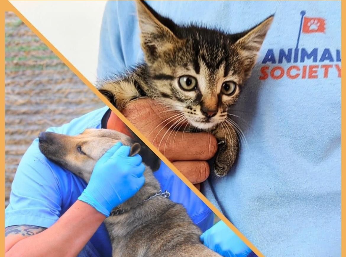 Constănțenii își pot steriliza GRATUIT cățeii și pisicile de rasă comună pe care le dețin