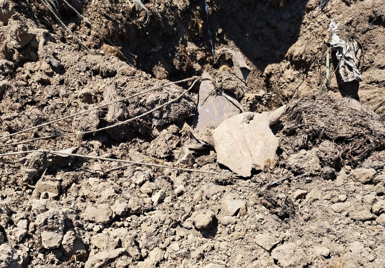 Deșeuri de origine animală și gunoi de grajd îngropate ilegal la Crucea