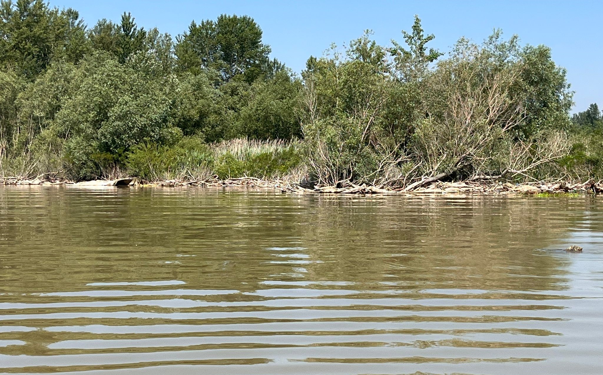 AUDIO | Nivelul scăzut al Dunării afectează fauna din zonă