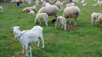 Exporturile de ovine și caprine din România, suspendate până la finalul anului