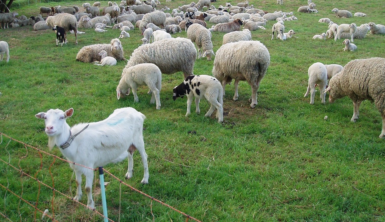 TULCEA: Peste 185.000 de ovine şi caprine au fost sacrificate din cauza pestei micilor rumegătoare (PMR)