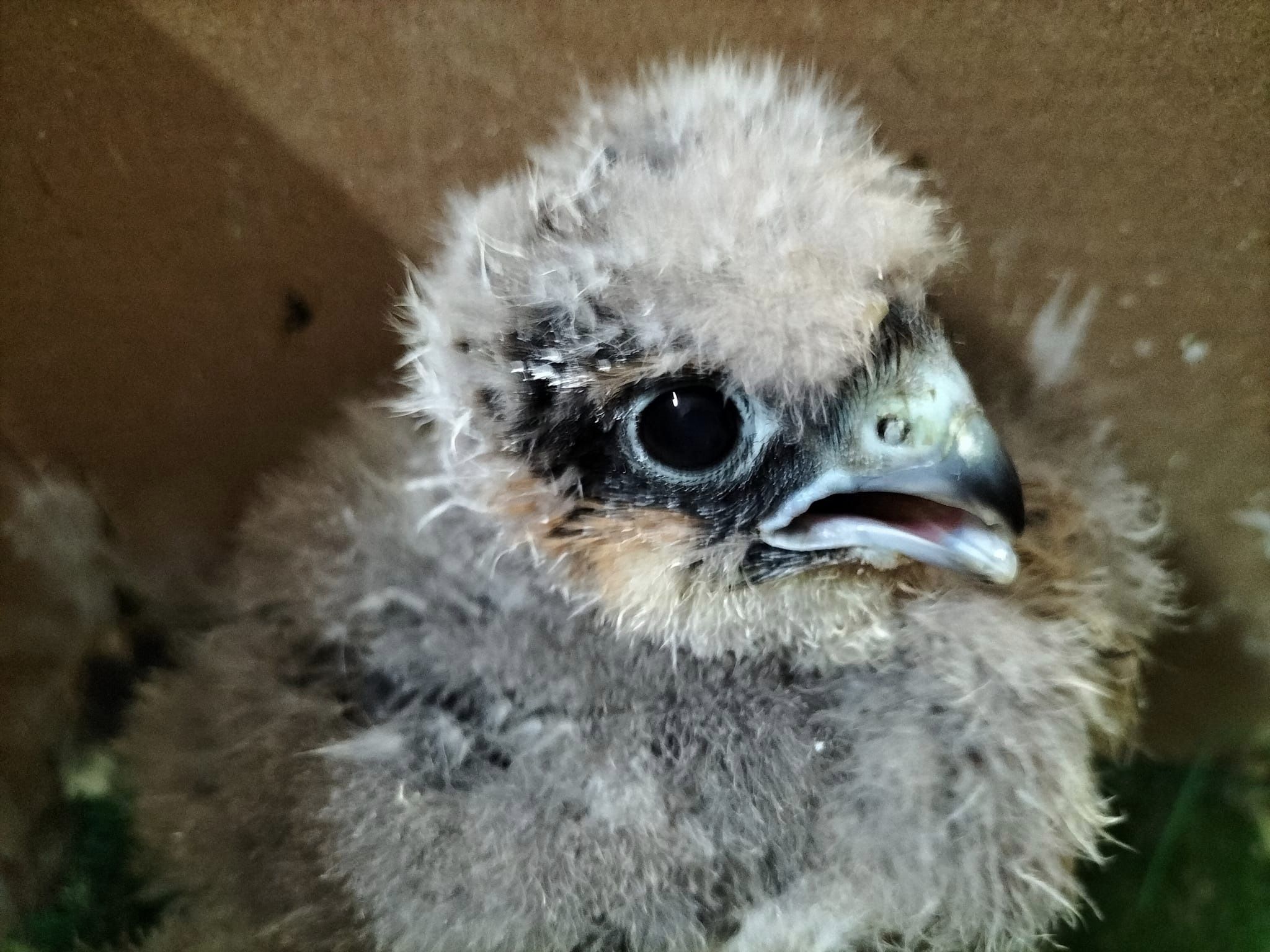 AUDIO/CONSTANȚA: Biologul Angelica Curlișcă salvează pasări răpitoare de zi și de noapte, de mai bine de 5 ani