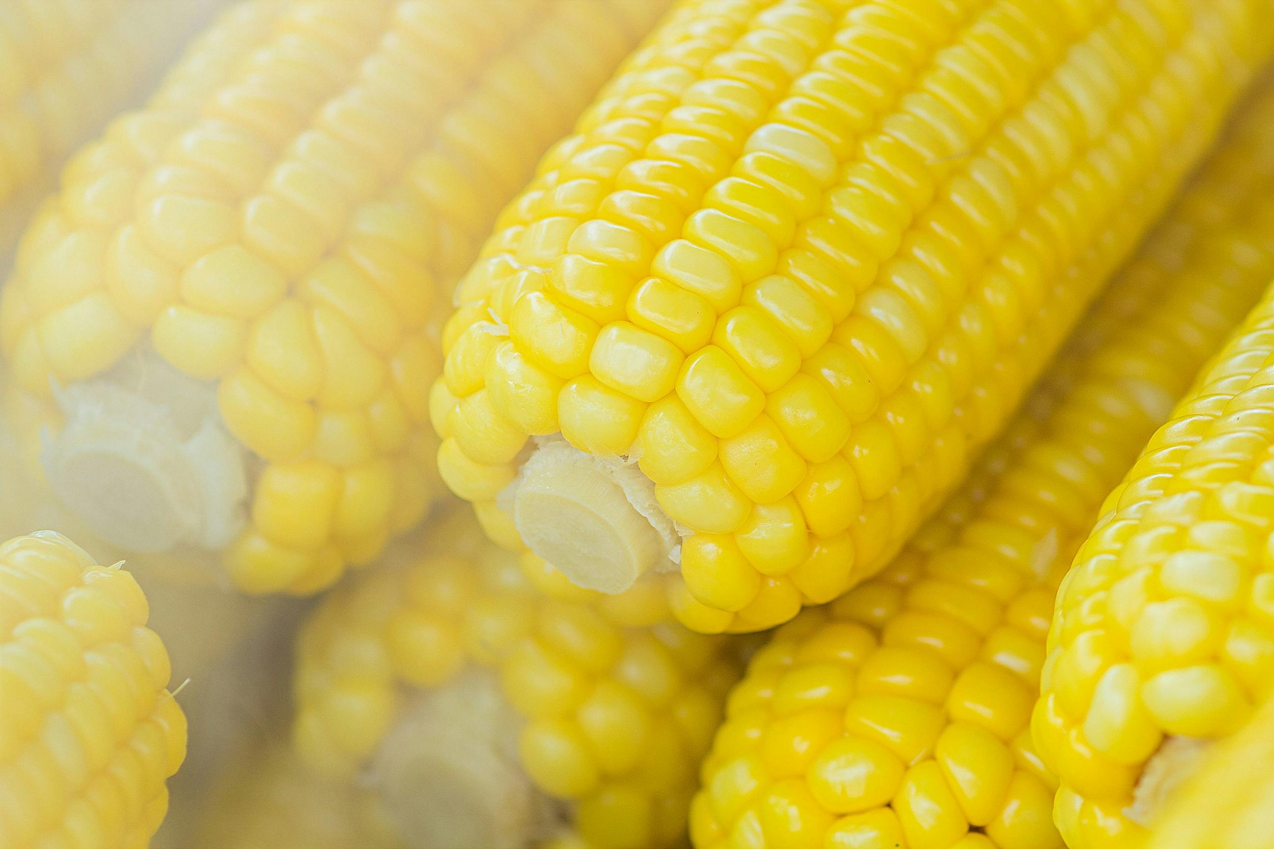 UE şi-a redus estimările privind producţia de porumb din România până la 3,83 tone/hectar