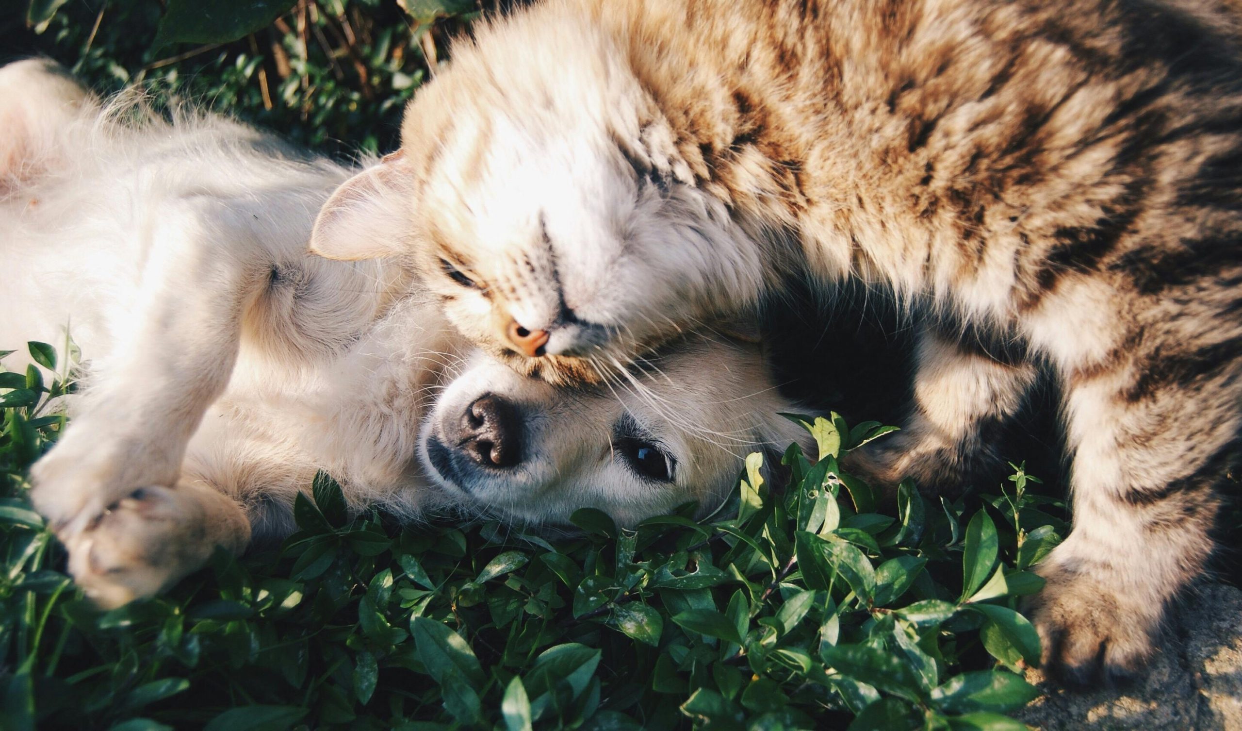 AUDIO | Animalele de companie sunt afectate de temperaturile ridicate. Ce sfaturi au medicii veterinari