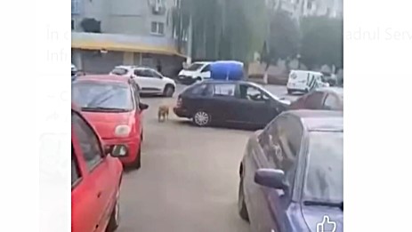 VIDEO | NĂVODARI: Câine tras de mașină pe străzile din oraș. Polițiștii s-au sesizat din oficiu