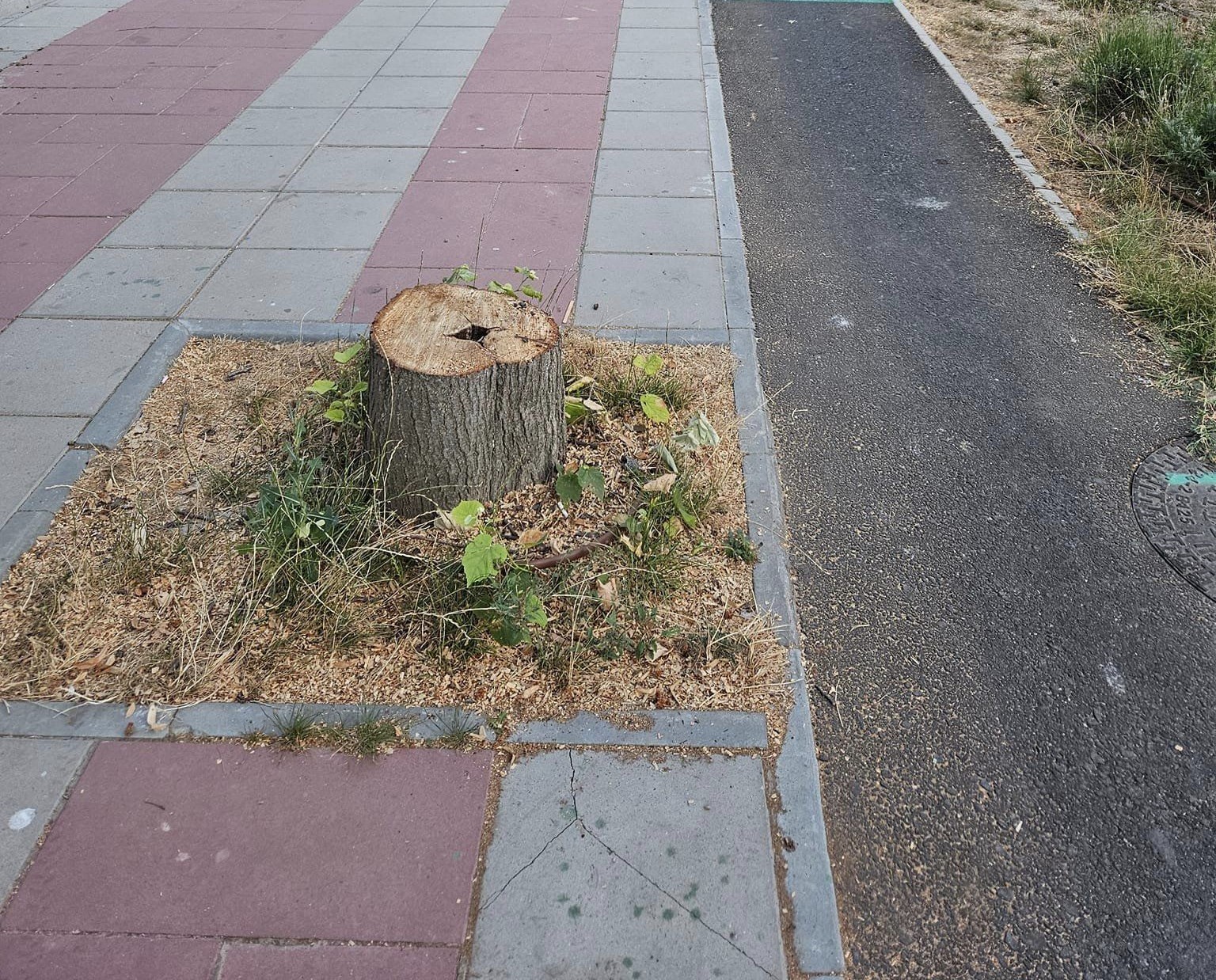 CONSTANȚA: Cererile pentru toaletarea sau tăierea arborilor pot fi depuse la Primărie