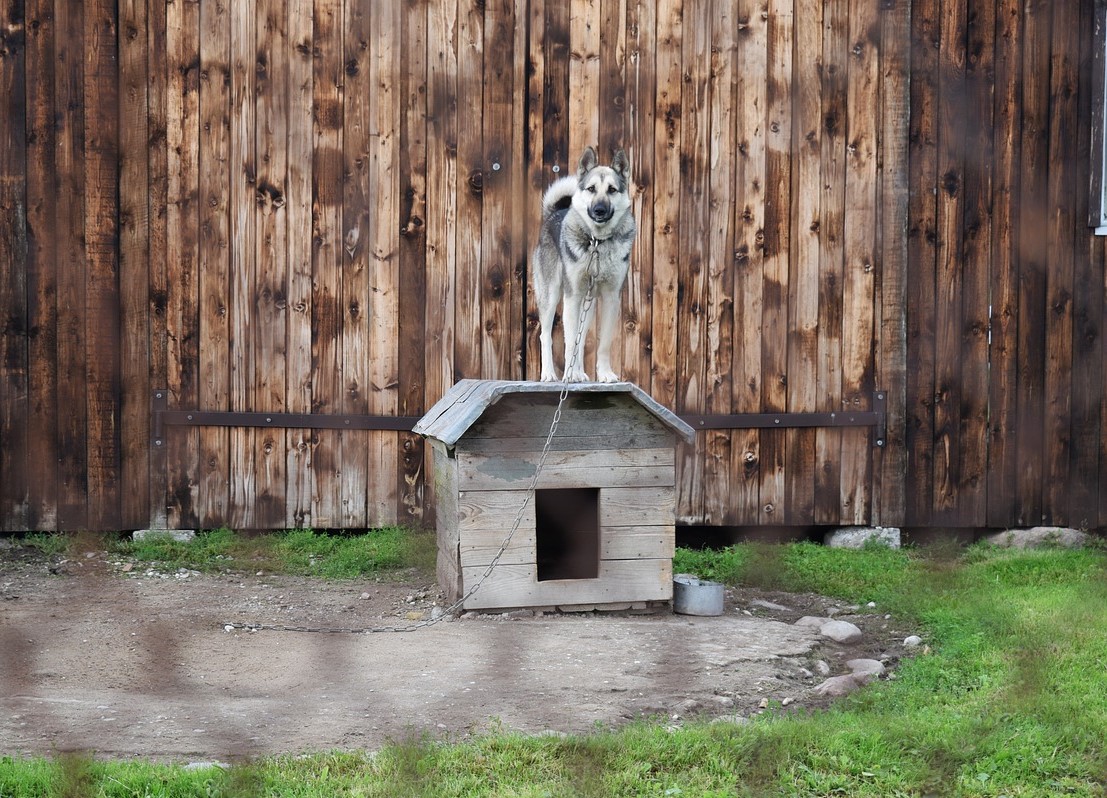 Apel național de urgență pentru eliberarea animalelor legate