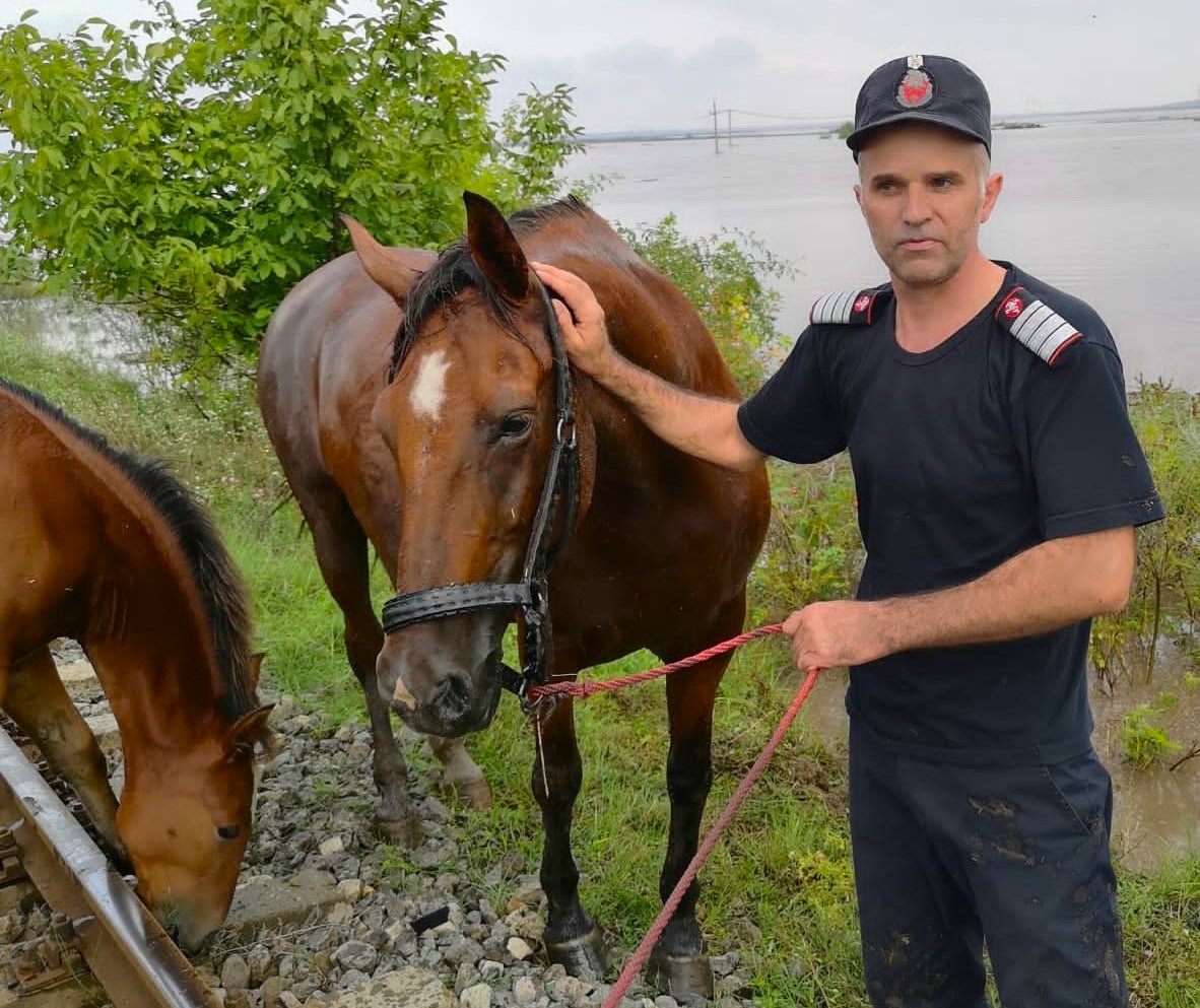 ANSVSA: Aproape 9.000 de animale și păsări din gospodării au murit în inundațiile din județele Galați și Vaslui