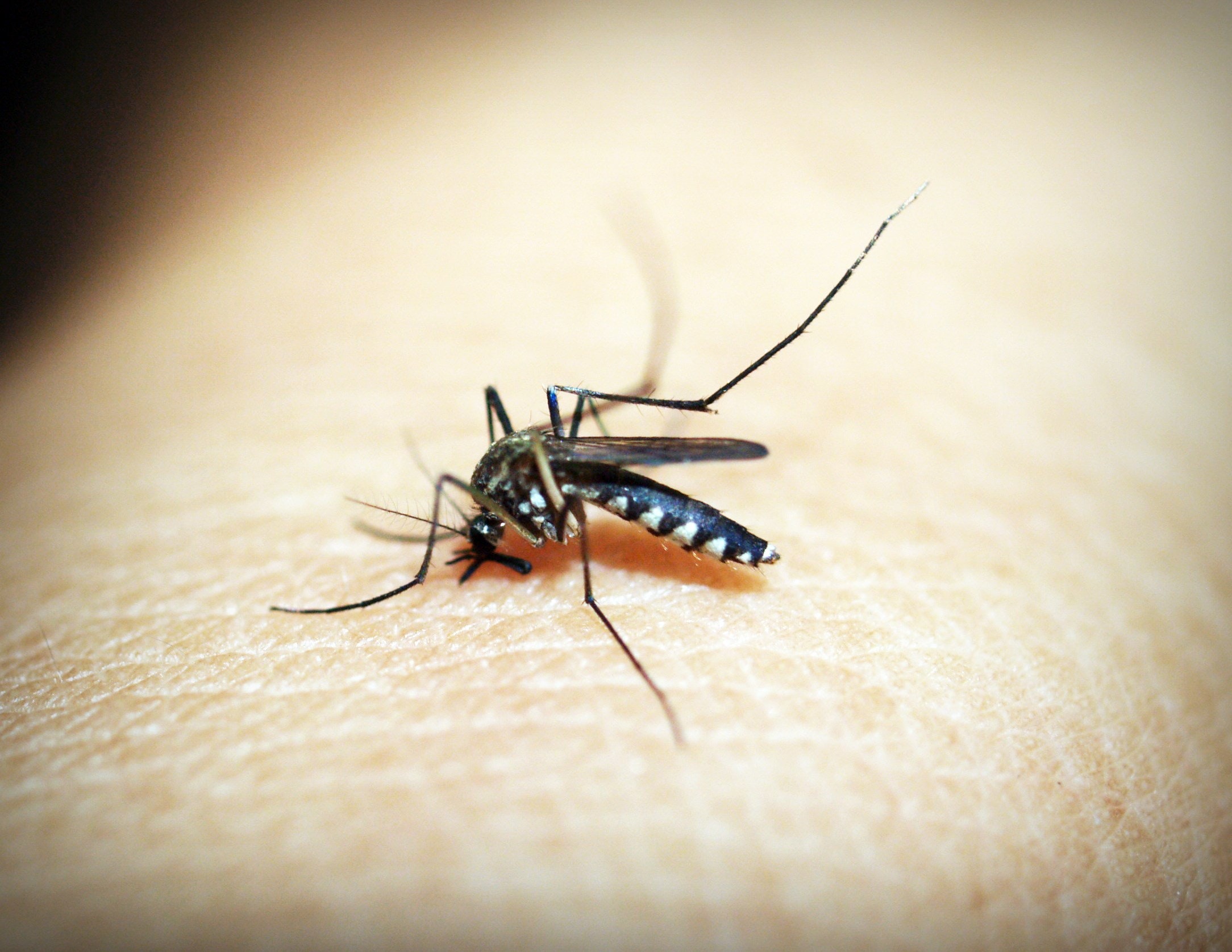 INSP: 73 de cazuri de infecţie cu virusul West Nile și 9 decese, de la începutul lui iunie